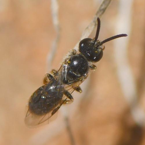 Lasioglossum sp.